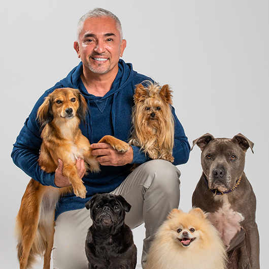 An Exclusive Dog Training Experience with Celebrity Dog Trainer ...